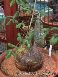 Image result for Cyphostemma saxicola