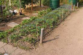 How to put bird netting over strawberries. 23 Protecting Strawberries From Birds Iron Wire Netting Or Birds Net Sjefgardentips