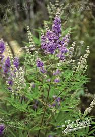 Image result for Vitex sp. A