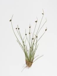 Image result for Tristachya rehmannii