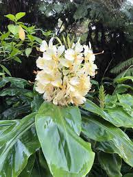 Maybe you would like to learn more about one of these? Tropical Gardening Summer Brings Flowers For Fragrance And Color Hawaii Tribune Herald