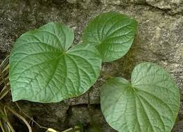 Image result for Piper umbellatum
