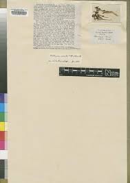 Image result for Habenaria tentaculigera