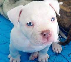 Look At That Face Those Blue Eyes White Pitbull Puppies Puppies With Blue Eyes Pitbull Puppies