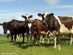 Animals Get Sick Every Day But These Nationally Reportable Livestock Diseases Are Nothing To Fool With Cow Animals Hobby Farms