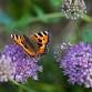 Gardening For Wildlife and Biodiversity event image