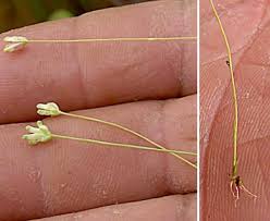 Image result for Burmannia