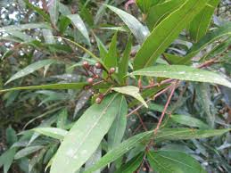 Image result for Syzygium jambos