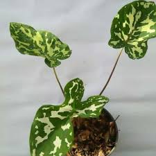 Jual Caladium Praetermissum Keladi Beauty Army Online Oktober 2020 Blibli Com