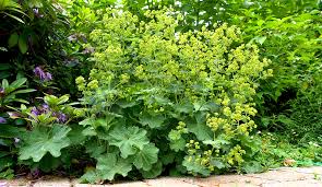 Aber auch mit einem staudenpaket. Frauenmantel Alchemilla Mollis