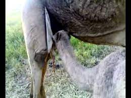 A breast pump helps you to express milk, simplifying a woman's life on many levels, especially for women who return to the office or are simply busy outside of the home. Camel Breast Feeding Mp4 Youtube