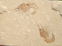 Complete Cretaceous Shrimp Fossils Are Hard To Find In The Western Interior Seaway Fortunately There Are Many Beautifull Western Interior Ombre Wall Interior