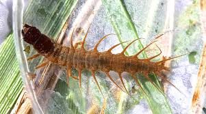 Image result for Nesogordonia