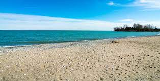 Many dogs were off leash on the beach. These Six Toronto Beaches Are Officially Open News