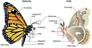 What Is The Difference Between A Moth And A Butterfly The Garden Of Eaden Moth Vs Butterfly Butterfly Science Moth