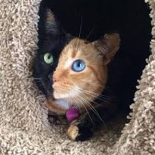 Ilginc Desenli Hayvanlar Patiliyo Kedi 2 Guzel Kediler Sevimli Hayvan Yavrulari Sevimli Kedi Yavrulari