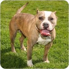 The english bull springer can have soft, curly hair and sheds moderately all year round. 19 Best Staffordshire Bull Terrier Old English Bulldog Mix Ideas Old English Bulldog Staffordshire Bull Terrier English Bulldog