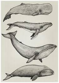 Whale Print By Nathan Miller Whale Illustration Whale Drawing Whale Art