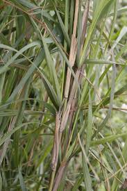 Image result for Neyraudia