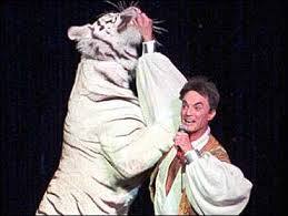 Image result for siegfried and roy tiger attack