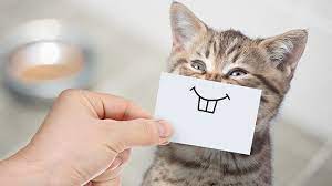 It is publicly funded and under the health care system, individual citizens are provided preventative care and medical treatments from primary care physicians as well as. The Annual Cost Of Pet Ownership Can You Afford A Pet