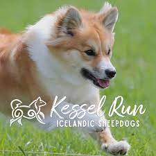 Icelandic Sheepdog Breeders Near Unity Saskatchewan