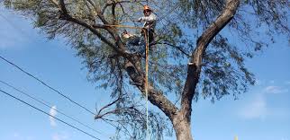 One of the earliest definitions of groupware is intentional group processes plus software to support them. Ivy Tree Service East Valley And Gold Canyon