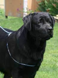 Black English Labrador Labrador Retriever Black Labrador Retriever Labrador