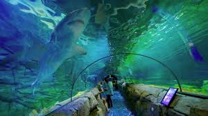 Sea Life Sydney Aquarium Houses The World S Largest Collection Of All Australian Aquatic Life And Takes You On A Journey Aquarium Sydney Aquarium Sydney City
