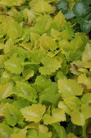 Maybe you would like to learn more about one of these? Lemon Frost Lamium Pahl S Market Apple Valley Mn