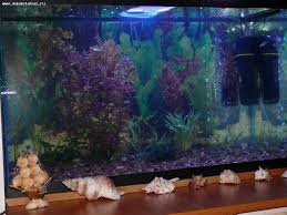 Jenis tanaman yang bagus untuk menghias aquascape. 75 Idea Reka Bentuk Akuarium Asal Dengan Gambar