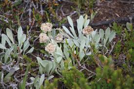 Image result for Hypoxis parvifolia