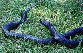 South Texas Indigo Snake Non Venomous Animals Of The World Endangered Species Wildlife