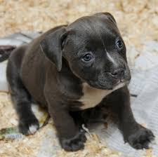 The american bully is a recently formed companion dog breed, originally recognized in 2004 by the american bully kennel club (abkc) and followed by the european bully kennel club (ebkc). American Bully Breed Information Characteristics Heath Problems Dogzone Com
