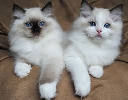 Birman Kittens For Sale Nsw Sacred Birman Ragdoll Cute Cats Ragdoll Cat Colors Hybrid Cat