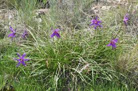 Image result for Xerophyta scabrida