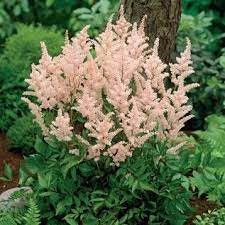 Peach Blossom Astilbe Astilbe Japonica Astilbe Peach Flowers