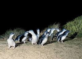 Visit melbourne's luna park and ride the worlds oldest roller coaster! Live Penguin Tv Phillip Island S Fairy Penguins March At Sunset Secret Melbourne