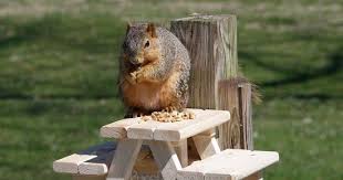 How I Built A Squirrel Picnic Table After Seeing The Adorable Photo Of One Floating Around The Web In 2020 Diy Picnic Table Picnic Table Diy Wooden Projects