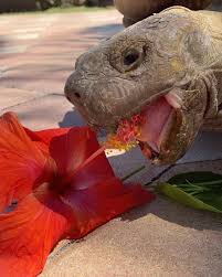 In general plants which grow from bulbs, tubers & corma should be excluded as many although not all, are potentially toxic. Tank Enjoying Some Hibiscus Flowers Shadow S Reptiles