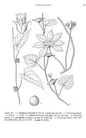 Image result for Ipomoea pes-tigridis