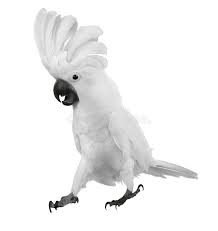 Big Black Bird With White Head And White Tail White Parrot With White Feathers On A Head Aff Parrot White White Head Feathers Ad Parrot Stock Photography Free Graphic Design Art