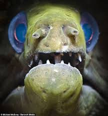 Blue Eyes By Michael Mcevoy A Moray Eel In Indonesia Deep Sea Creatures Sea Creatures Underwater Creatures