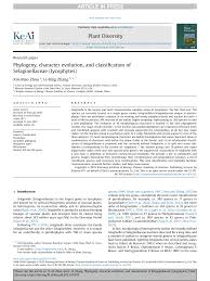 Image result for Selaginella shabaensis