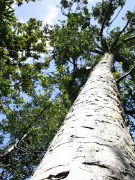 Image result for Agathis