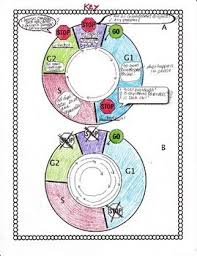 The cell cycle coloring worksheet. Pin By Brookes Kennedy On Bio Mitosis Meiosis Cell Cycle Teaching Cells Biology Classroom