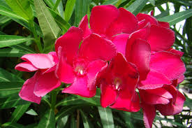 The red, pink, or white fluffy flowers form in small clusters. Oleander Zu Jeder Jahreszeit Umsichtig Gepflegen Gartencenter Zulauf Pflanzen Kaufen