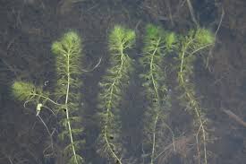 Image result for Aldrovanda vesiculosa