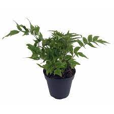 Japanese holly fern cyrtomium falcatum; Hardy Dwarf Japanese Holly Fern Cyrtomium Fortunei Indoors Or Out Gallon Pot Walmart Com Japanese Holly Fern Holly Fern Indoor Plant Display