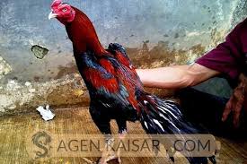 Ayam Bangkok Pakhoy Ciri Ciri Dan Kelebihannya Bangkok Ayam Hewan Peliharaan